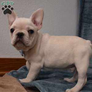 Pluto, French Bulldog Puppy